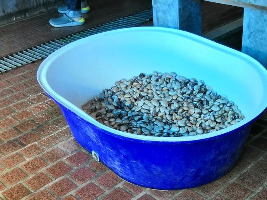 Hdpe LLDPE Rota Mould Untuk Aerator Tambak Ikan